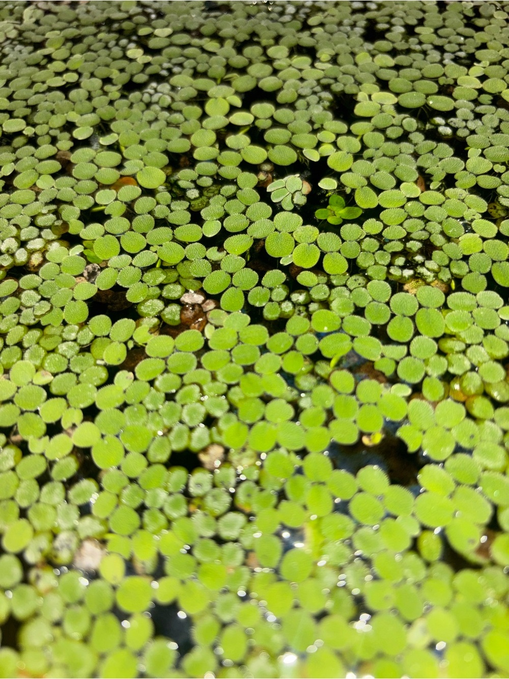 Salvinia Minima